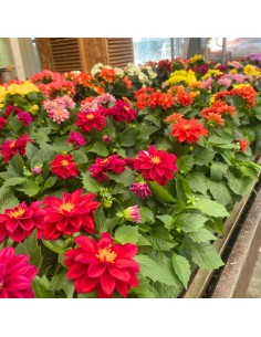DALIA MIX DI COLORI ASSORTITI IN VASO 14 CENTIMETRI