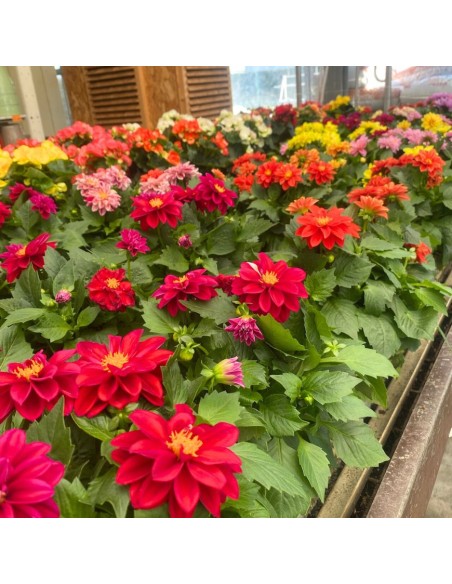 DALIA MIX DI COLORI ASSORTITI IN VASO 14 CENTIMETRI