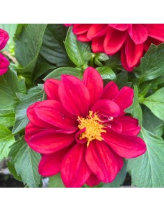 DALIA MIX DI COLORI ASSORTITI IN VASO 14 CENTIMETRI 2