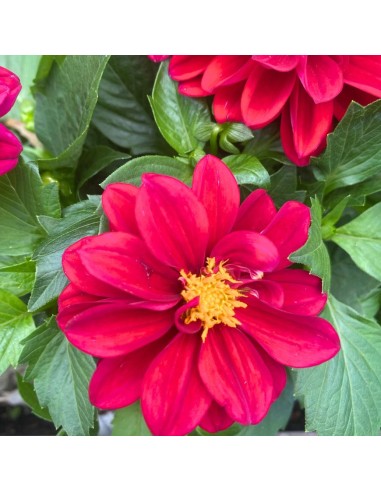 DALIA MIX DI COLORI ASSORTITI IN VASO 14 CENTIMETRI