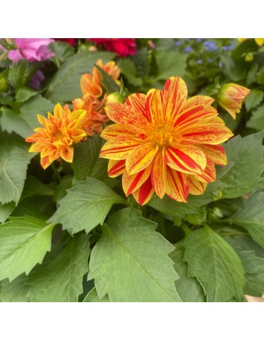 DALIA MIX DI COLORI ASSORTITI IN VASO 14 CENTIMETRI