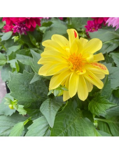 DALIA MIX DI COLORI ASSORTITI IN VASO 14 CENTIMETRI