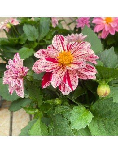 DALIA MIX DI COLORI ASSORTITI IN VASO 14 CENTIMETRI