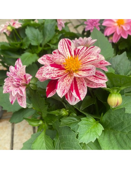 DALIA MIX DI COLORI ASSORTITI IN VASO 14 CENTIMETRI