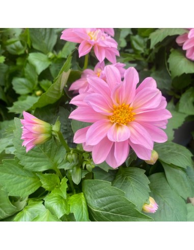 DALIA MIX DI COLORI ASSORTITI IN VASO 14 CENTIMETRI