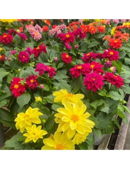 DALIA MIX DI COLORI ASSORTITI IN VASO 14 CENTIMETRI