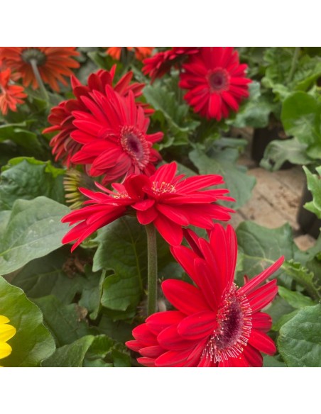 GERBERA VARIETA' MISTA: PIANTA FIORITA IN VASO 12 CM