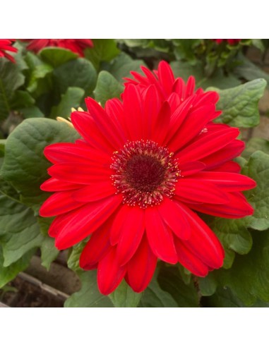 GERBERA - COLORI MISTI - VASO 12 CM
