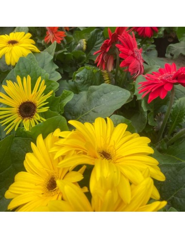 GERBERA VARIETA' MISTA: PIANTA FIORITA IN VASO 12 CM