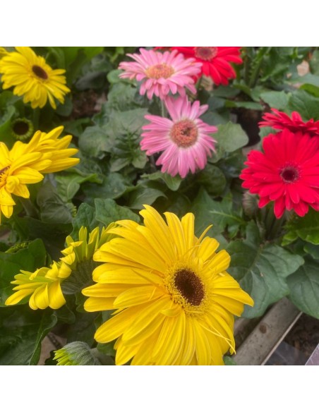 GERBERA VARIETA' MISTA: PIANTA FIORITA IN VASO 12 CM