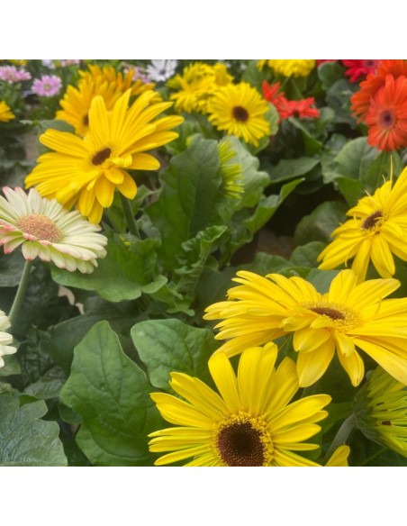 GERBERA VARIETA' MISTA: PIANTA FIORITA IN VASO 12 CM