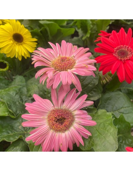 GERBERA VARIETA' MISTA: PIANTA FIORITA IN VASO 12 CM