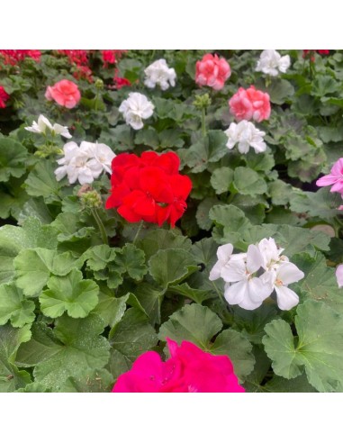 GERANEO ZONALE - COLORI MISTI - VASO 14 CM