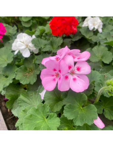 GERANEO ZONALE - COLORI MISTI - VASO 14 CM