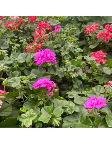 GERANIO EDERA COLORI ASSORTITI IN VASO 14 CM