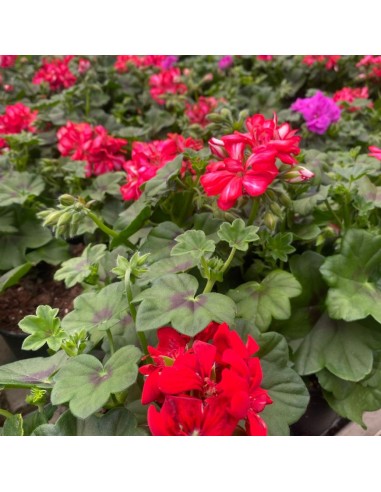 GERANIO EDERA COLORI ASSORTITI IN VASO 14 CM