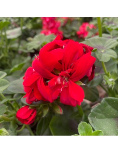 GERANIO EDERA COLORI ASSORTITI IN VASO 14 CM