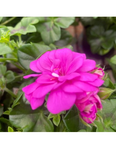 GERANIO EDERA COLORI ASSORTITI IN VASO 14 CM