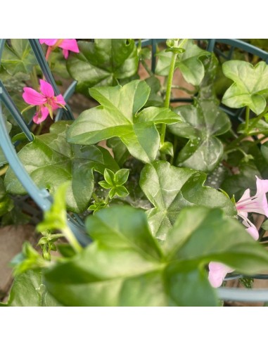 GERANEO PARIGINO - COLORI MISTI - VASO 14 CM