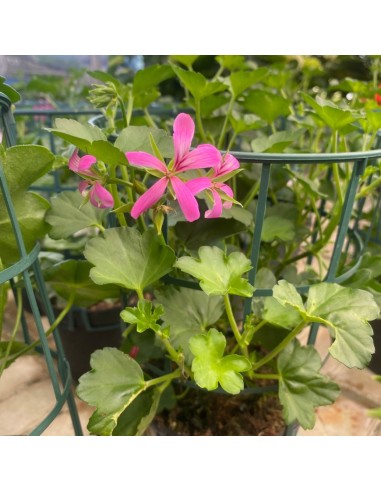 GERANEO PARIGINO - COLORI MISTI - VASO 14 CM