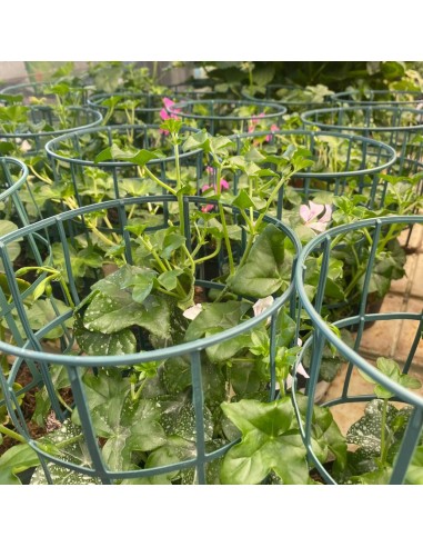 GERANEO PARIGINO - COLORI MISTI - VASO 14 CM