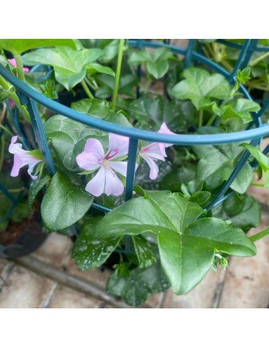 GERANEO PARIGINO - COLORI MISTI - VASO 14 CM