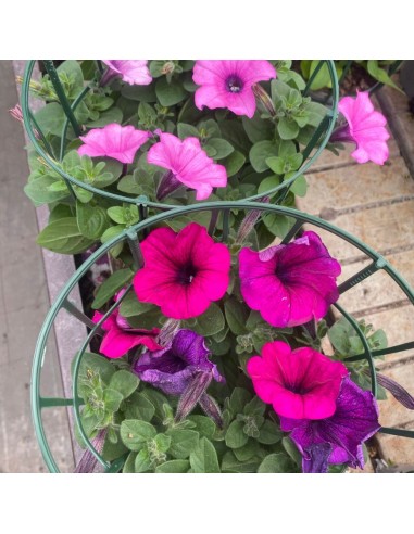 PETUNIA HYBRIDA RICADENTE COLORI MISTI IN VASO 14