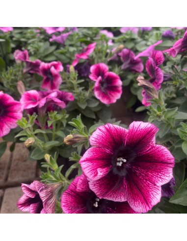 PETUNIA HYBRIDA RICADENTE COLORI MISTI IN VASO 14