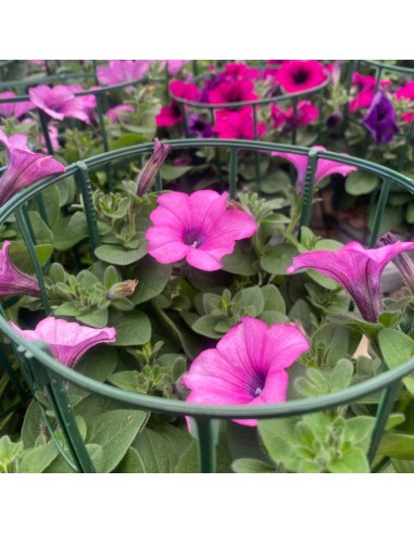 PETUNIA HYBRIDA RICADENTE COLORI MISTI IN VASO 14