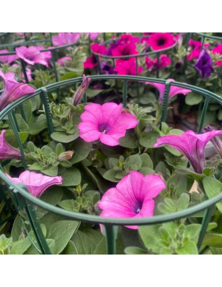 PETUNIA HYBRIDA RICADENTE COLORI MISTI IN VASO 14