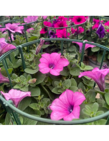 PETUNIA HYBRIDA RICADENTE COLORI MISTI IN VASO 14