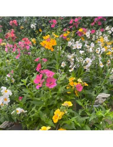 NEMESIA COLORI MISTI: ESPLOSIONE DI COLORE VASO 14