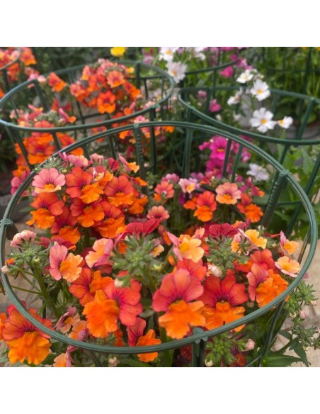 NEMESIA COLORI MISTI: ESPLOSIONE DI COLORE VASO 14