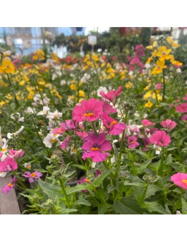 NEMESIA COLORI MISTI: ESPLOSIONE DI COLORE VASO 14