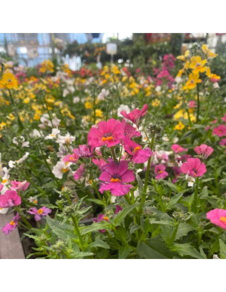 NEMESIA COLORI MISTI: ESPLOSIONE DI COLORE VASO 14