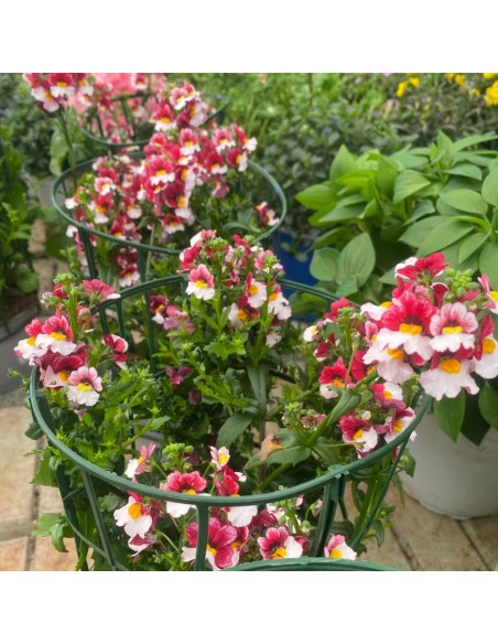 NEMESIA COLORI MISTI: ESPLOSIONE DI COLORE VASO 14