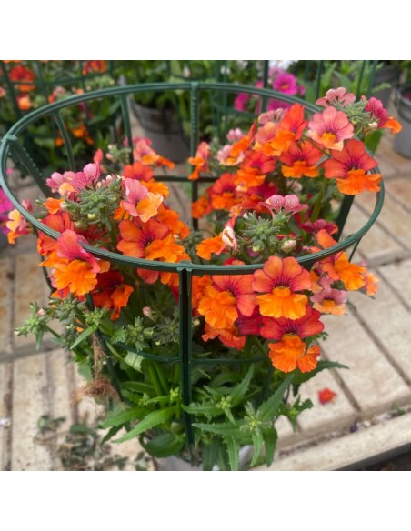 NEMESIA COLORI MISTI: ESPLOSIONE DI COLORE VASO 14