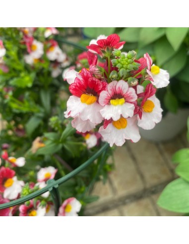 NEMESIA COLORI MISTI: ESPLOSIONE DI COLORE VASO 14