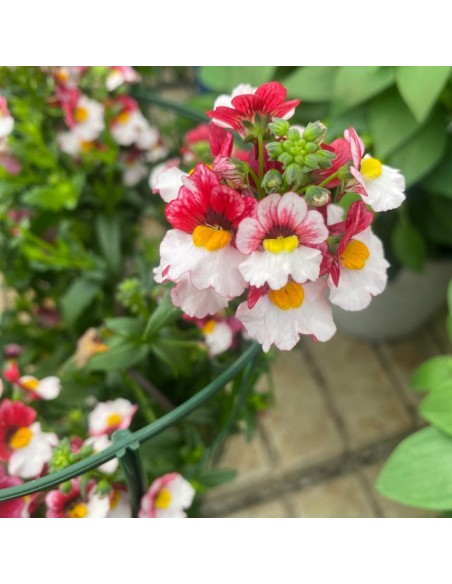 NEMESIA COLORI MISTI: ESPLOSIONE DI COLORE VASO 14