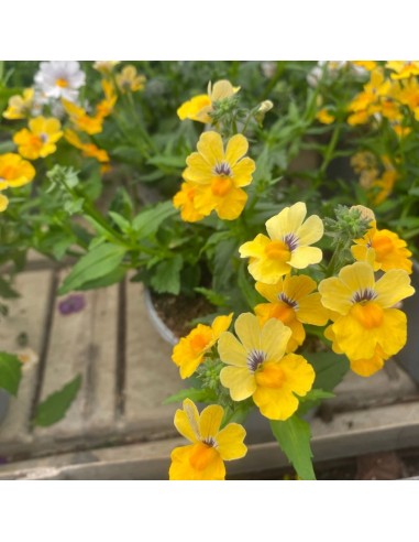 NEMESIA COLORI MISTI: ESPLOSIONE DI COLORE VASO 14