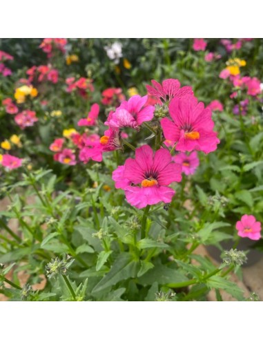 NEMESIA COLORI MISTI: ESPLOSIONE DI COLORE VASO 14