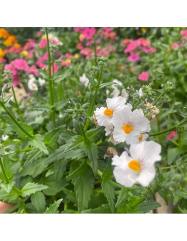 NEMESIA COLORI MISTI: ESPLOSIONE DI COLORE VASO 14