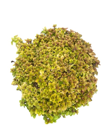 ORIGANO VARIEGATO perfetto per insaporire molte pietanze