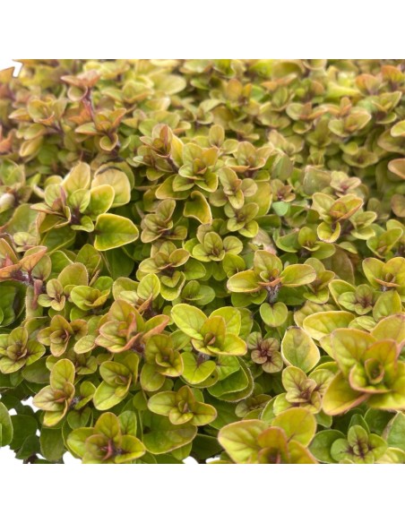 ORIGANO VARIEGATO perfetto per insaporire molte pietanze