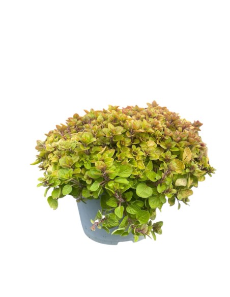 ORIGANO VARIEGATO perfetto per insaporire molte pietanze