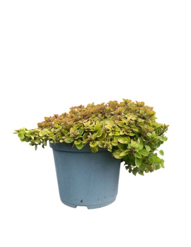 ORIGANO VARIEGATO perfetto per insaporire molte pietanze