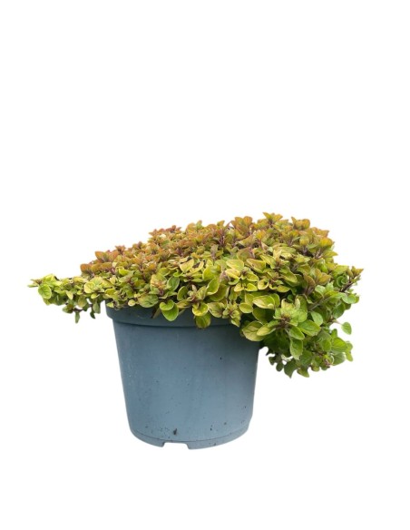 ORIGANO VARIEGATO perfetto per insaporire molte pietanze