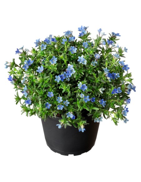 LITHODORA PIANTA PERENNE con fiori delicati azzurri