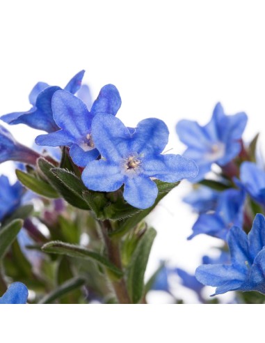 LITHODORA PIANTA PERENNE con fiori delicati azzurri