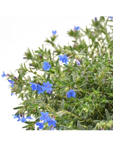 LITHODORA PIANTA PERENNE con fiori delicati azzurri